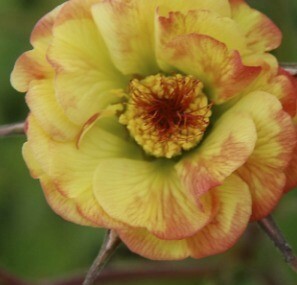 Geum Tequila Sunrise 2 Litre