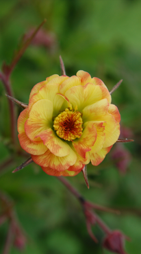 Geum Tequila Sunrise 2 Litre