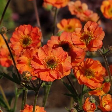 Geum Totally Tangerine 2 Litre