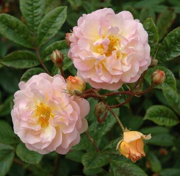 Ghislaine De Feligonde Climbing Rose 4 Litre