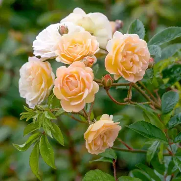 Ghislaine De Feligonde Rambling Rose 6 Litre