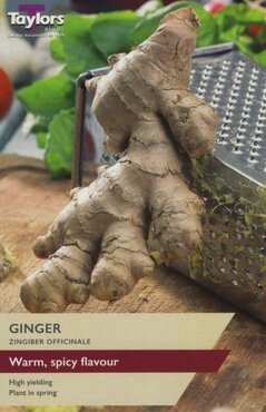 Ginger Zingiber Officinale