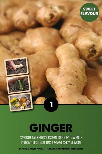 Ginger (Zingiber Officinale)