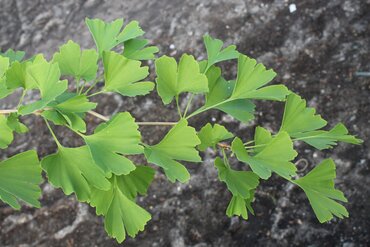 Ginkgo biloba 10 Litre - image 1