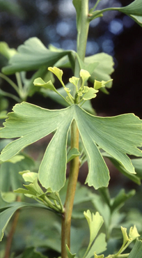 Ginkgo Biloba 3 Litre