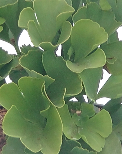 Ginkgo biloba 80-100cm stem 6 litre