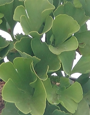 Ginkgo biloba 80-100cm stem 6 litre