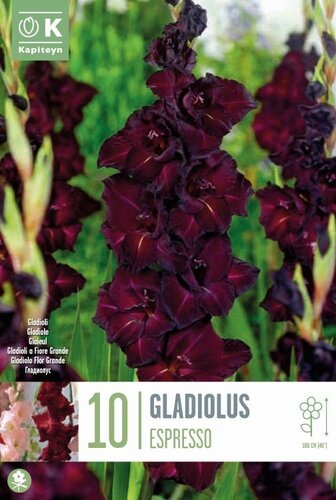 Gladioli Black Surprise