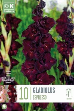Gladioli Black Surprise