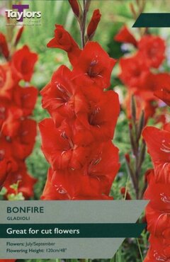 Gladioli Bonfire