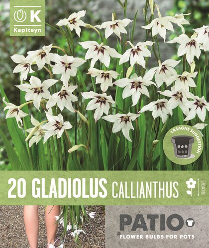 Gladioli Callianthus (Acidanthera)