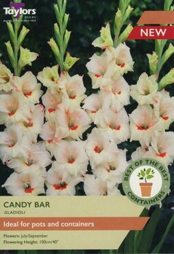 Gladioli Candy Bar
