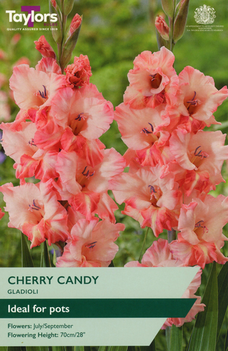 Gladioli Cherry Candy
