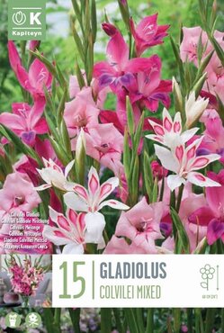Gladioli Colvilleii Mixed Colours