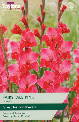 Gladioli Fairytale Pink