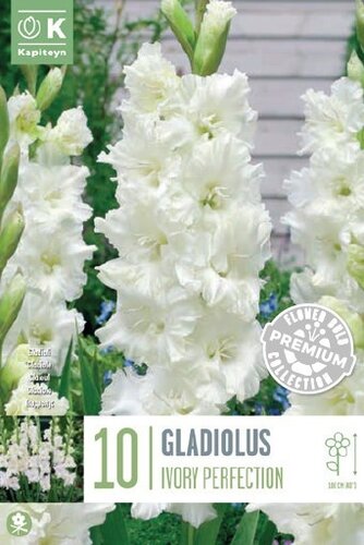 Gladioli Flamencos Ivory Perfection