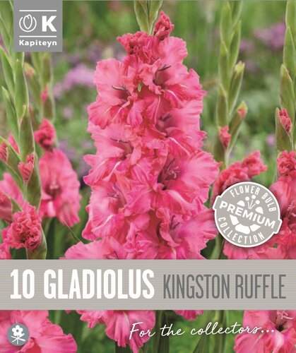 Gladioli Flamencos Kingston Ruffle