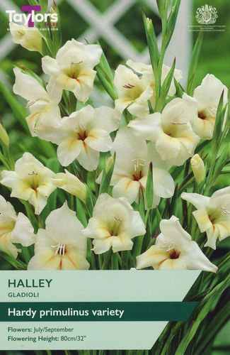 Gladioli Halley
