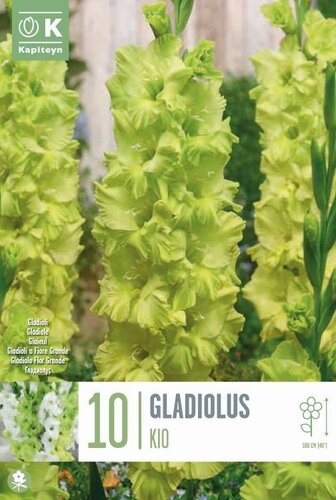 Gladioli Kio