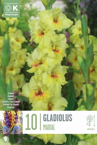 Gladioli Maxial