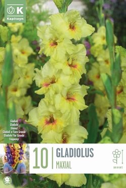 Gladioli Maxial
