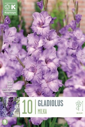 Gladioli Milka