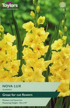 Gladioli Nova Lux