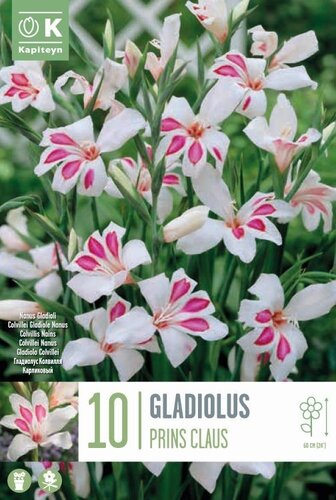 Gladioli Prins Claus