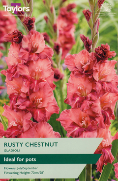 Gladioli Rusty Chestnut