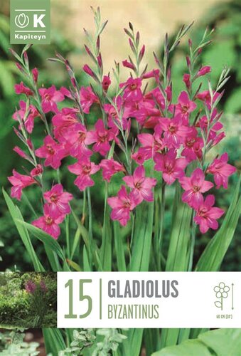 Gladiolus Byzantinus