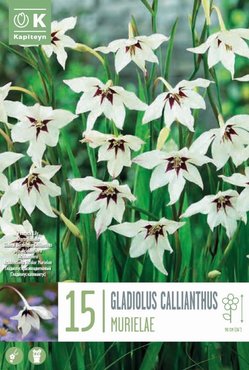 Gladiolus Callianthus