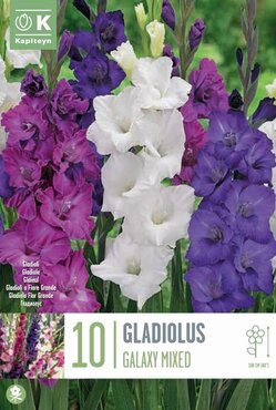 Gladiolus Galaxy Mixed