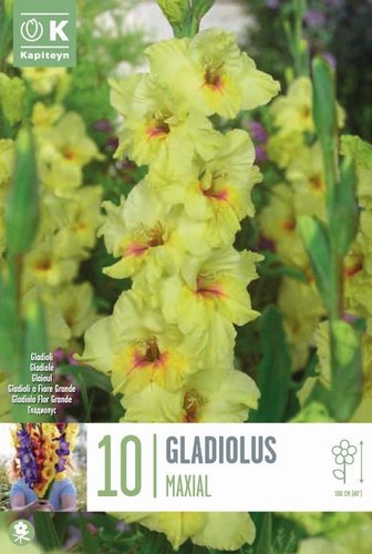 Gladiolus Maxial