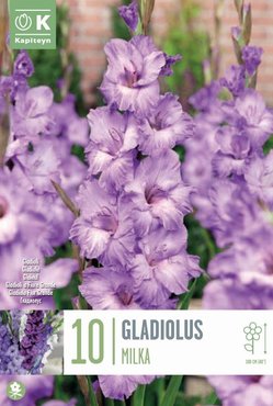 Gladiolus Milka