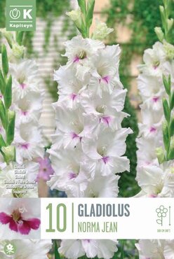 Gladiolus Norma Jean