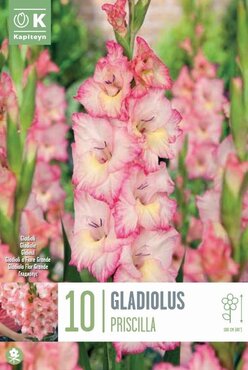 Gladiolus Priscilla