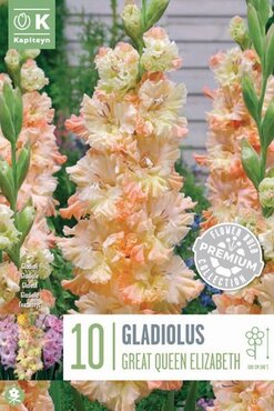 Gladiolus Flamencos Great Queen Elizabeth