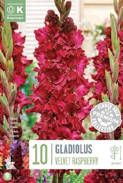 Gladiolus Ruffled Velvet Raspberry