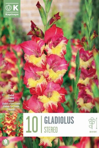 Gladiolus Stereo