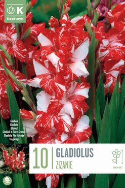 Gladiolus Zizanie