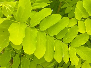 Gleditsia Sunburst 12 Litre
