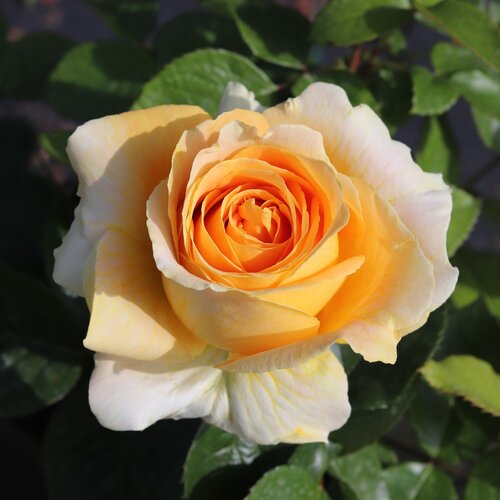 Global Beauty Cottage Garden Rose 5.5 Litre