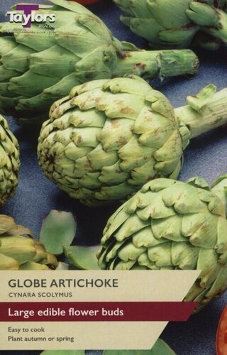 Globe Artichoke