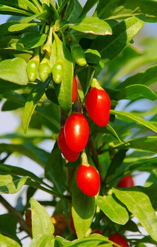 Gojiberry 3 litre