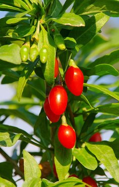 Gojiberry 3 Litre