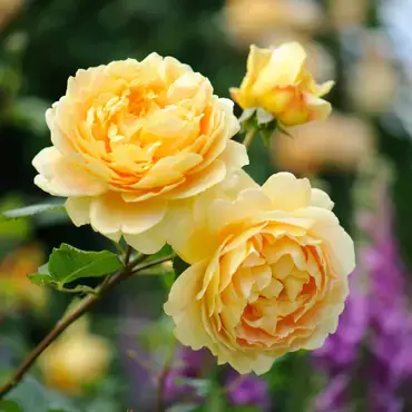 Golden Celebration Shrub Rose 6 Litre