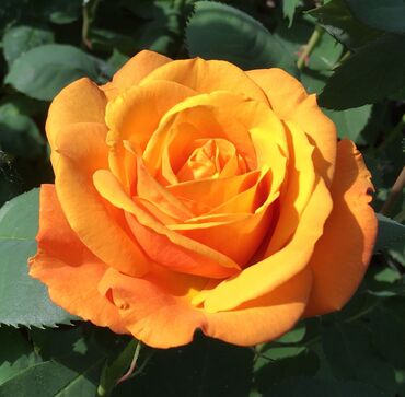 Golden Delicious Bush Rose 3 Litre