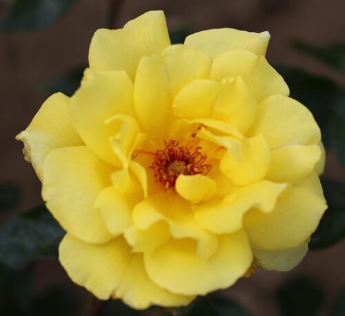 Golden Showers Climbing Rose 4 Litre - image 1