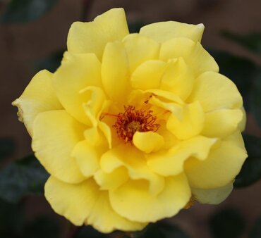 Golden Showers Climbing Rose 4 Litre - image 2