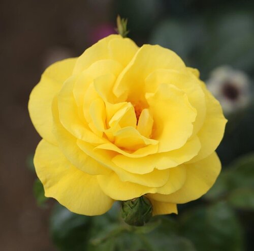 Golden Wedding Bush Rose 3 Litre - image 1
